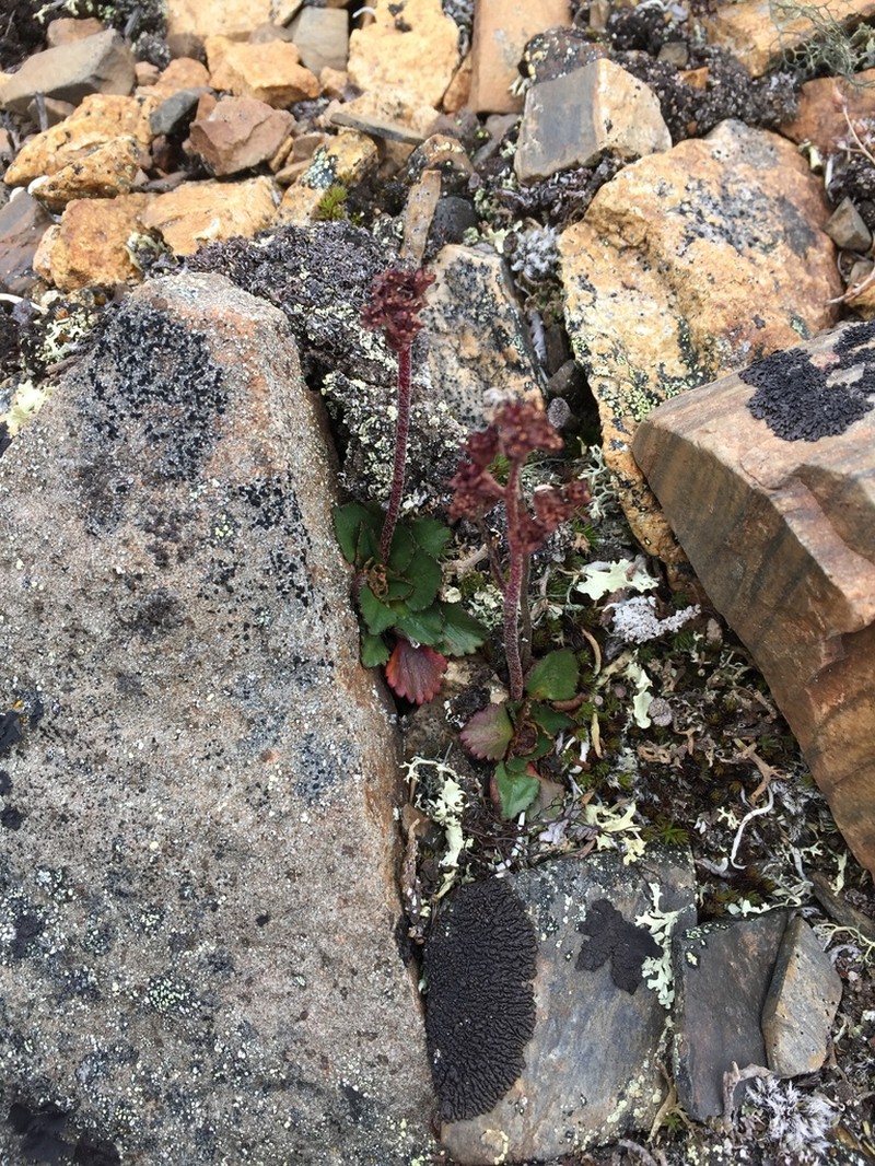 Redhair Saxifrage photo 5