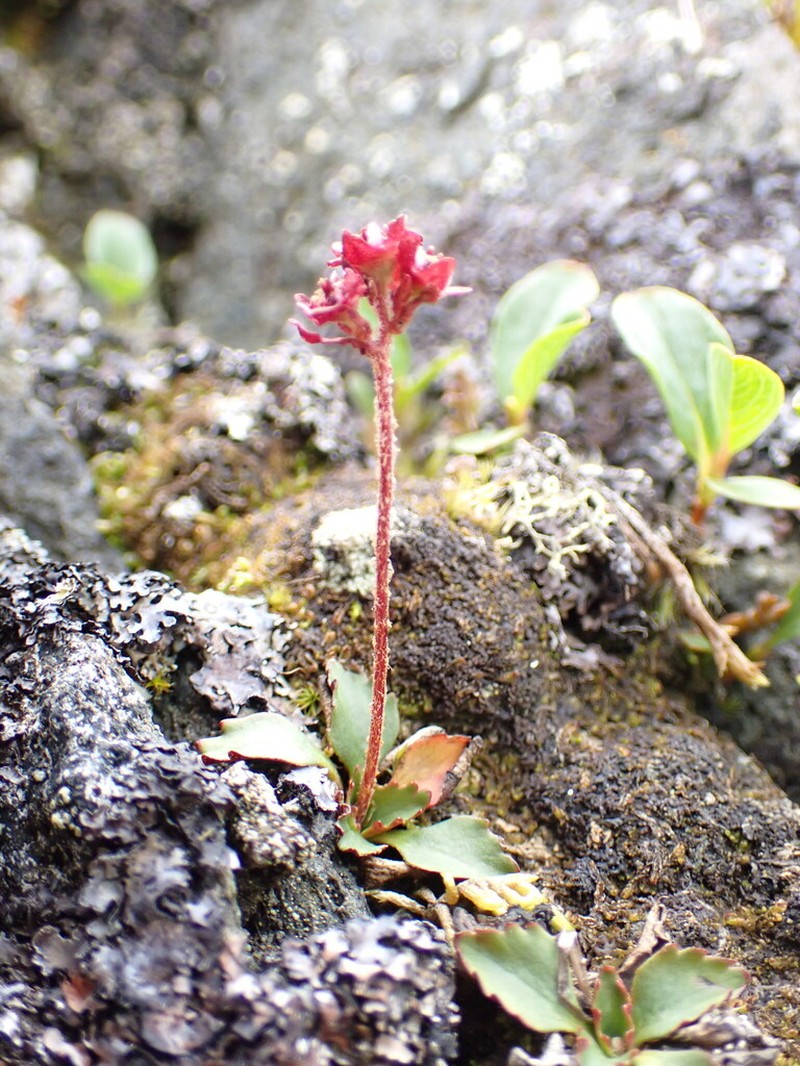 Redhair Saxifrage photo 6