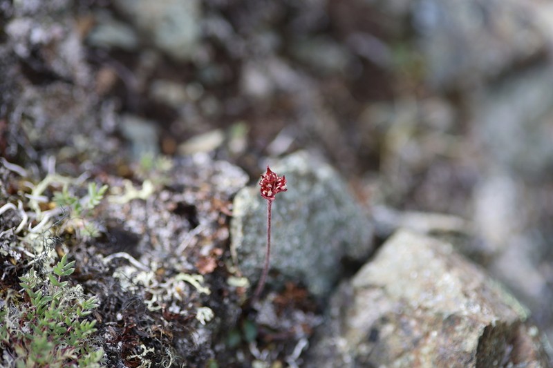 Redhair Saxifrage photo 7
