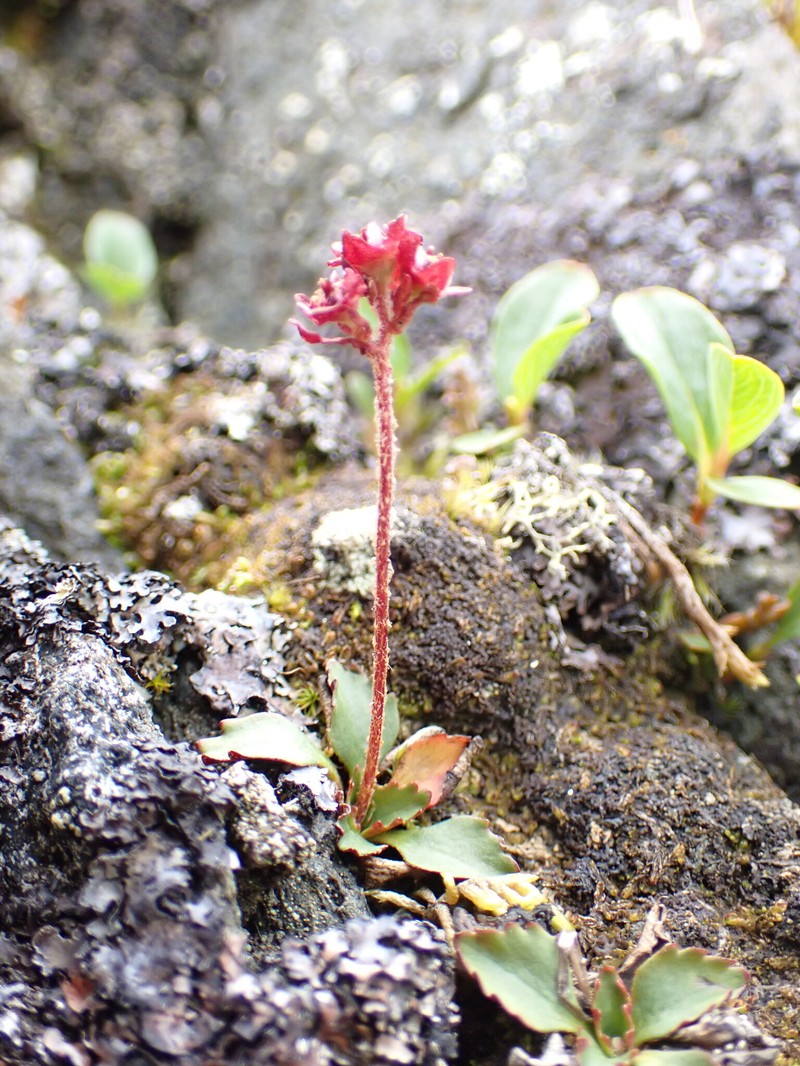 Redhair Saxifrage photo 8