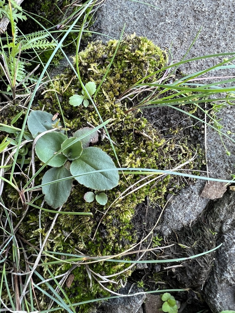 Micranthes sachalinensis