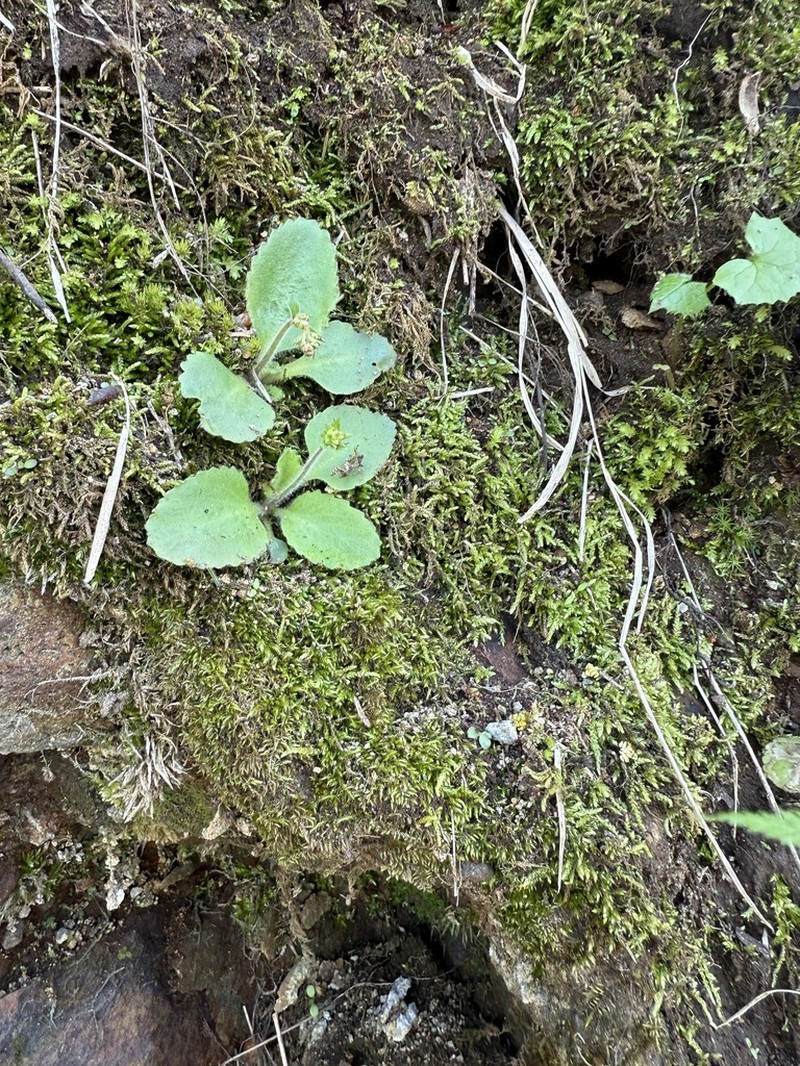 Micranthes sachalinensis photo 2