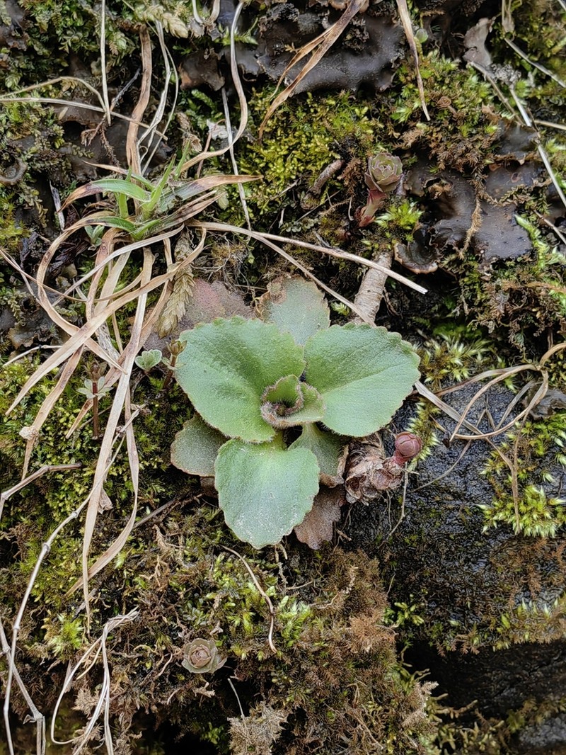 Micranthes sachalinensis photo 3