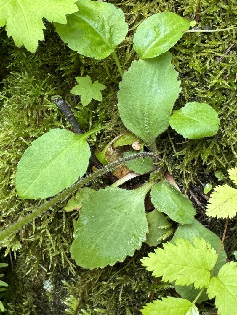 Micranthes sachalinensis photo 4