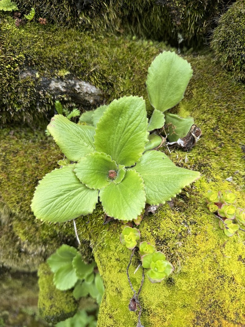 Micranthes sachalinensis photo 5