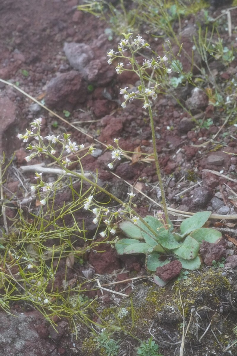Micranthes sachalinensis photo 6