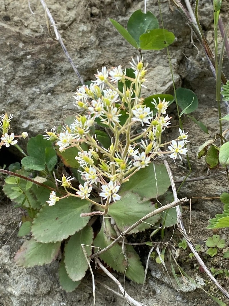 Micranthes sachalinensis photo 7