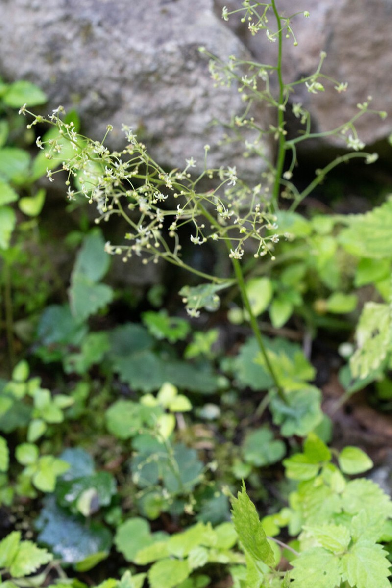 Micranthes sachalinensis photo 8