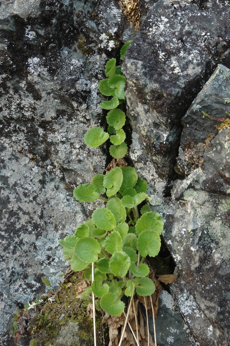 Spiked Saxifrage