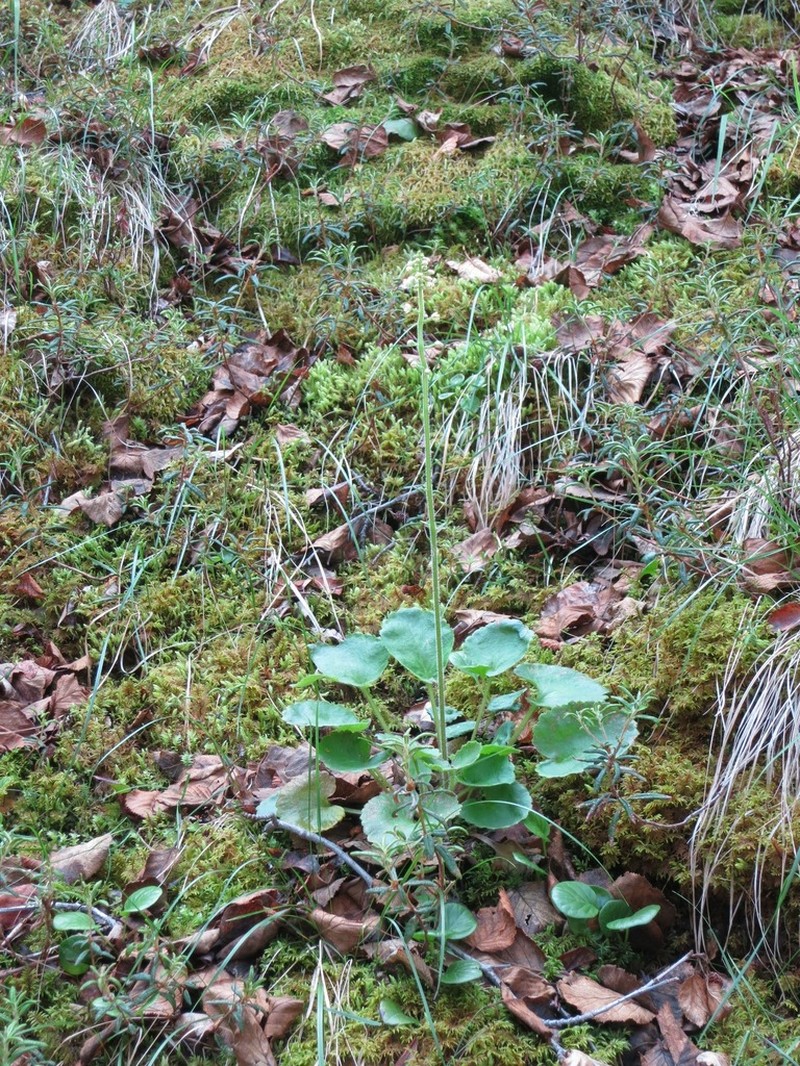 Spiked Saxifrage photo 2