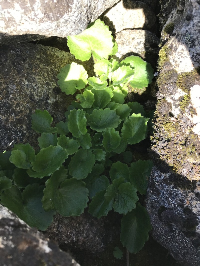 Spiked Saxifrage photo 4