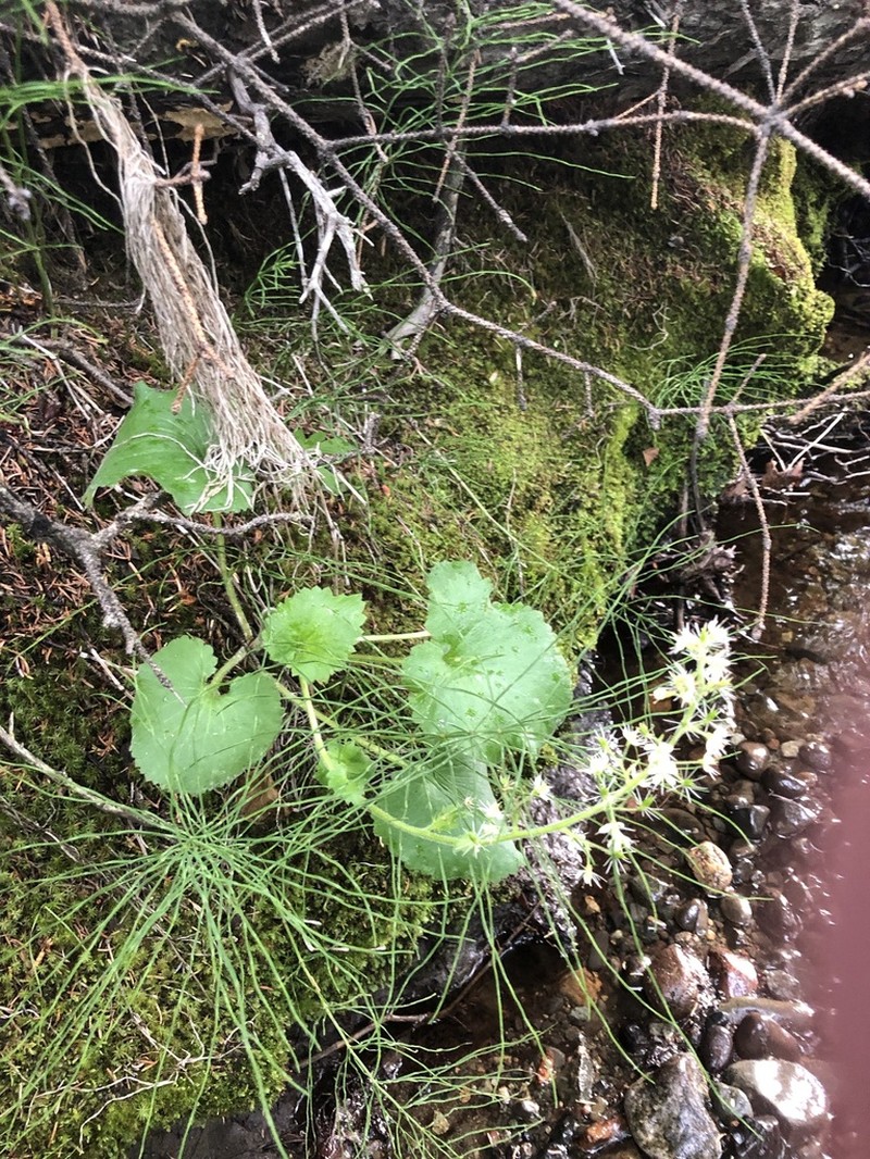 Spiked Saxifrage photo 5