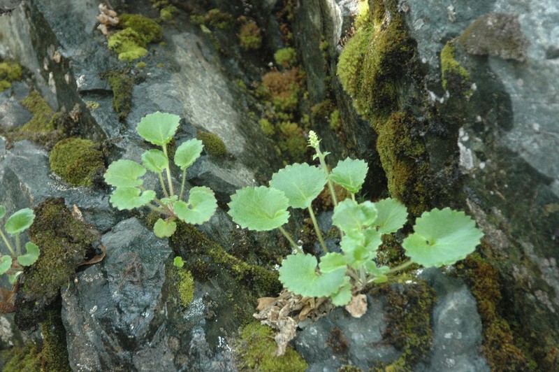 Spiked Saxifrage photo 6