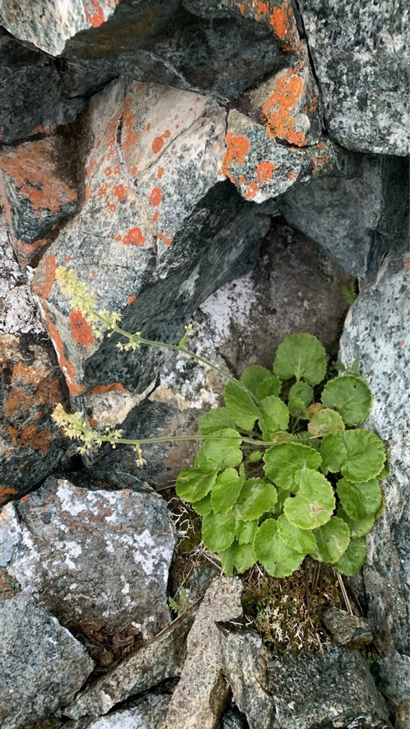Spiked Saxifrage photo 7