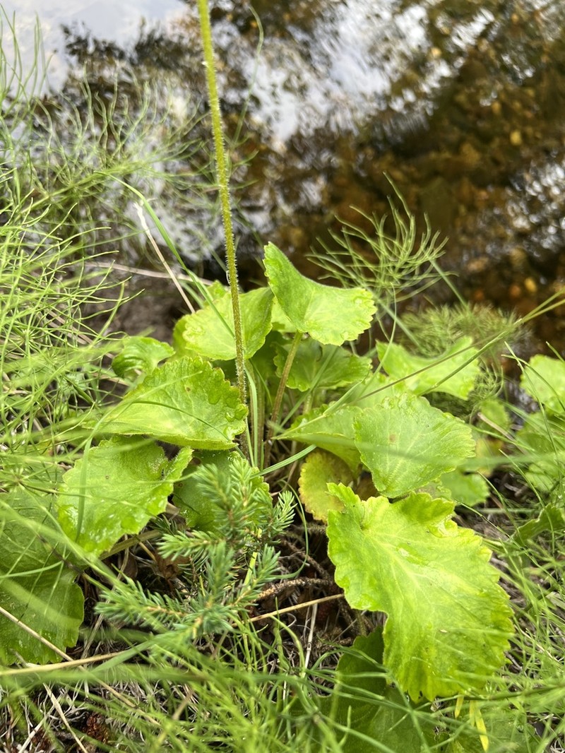 Spiked Saxifrage photo 8