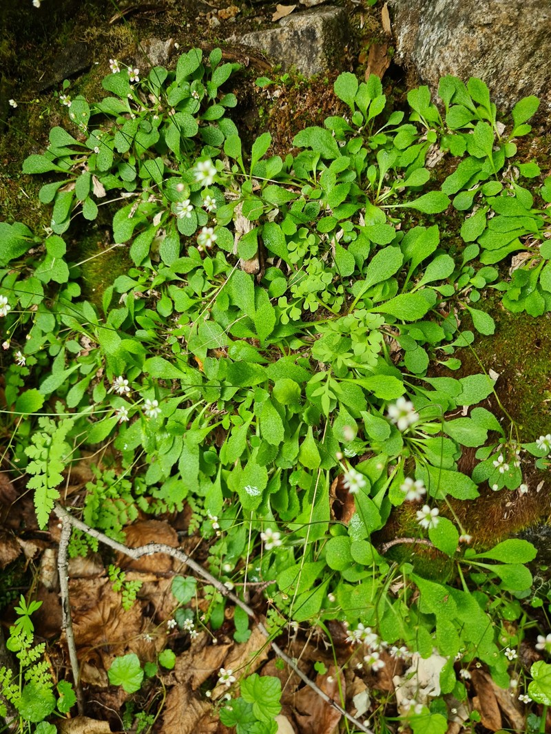 Micranthes staminosa photo 4