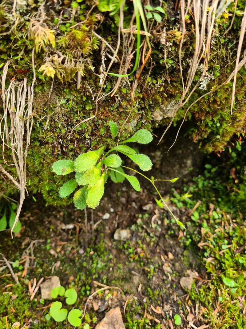 Micranthes staminosa photo 6
