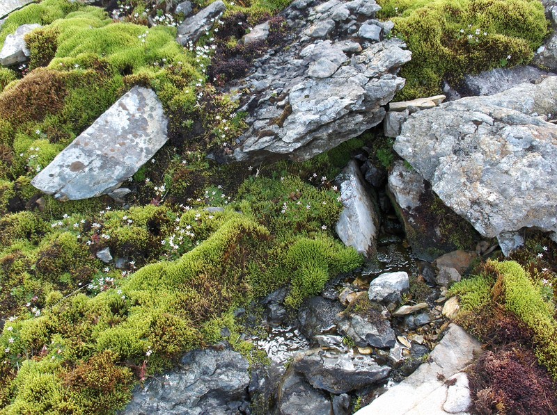 Saxifrage photo 7