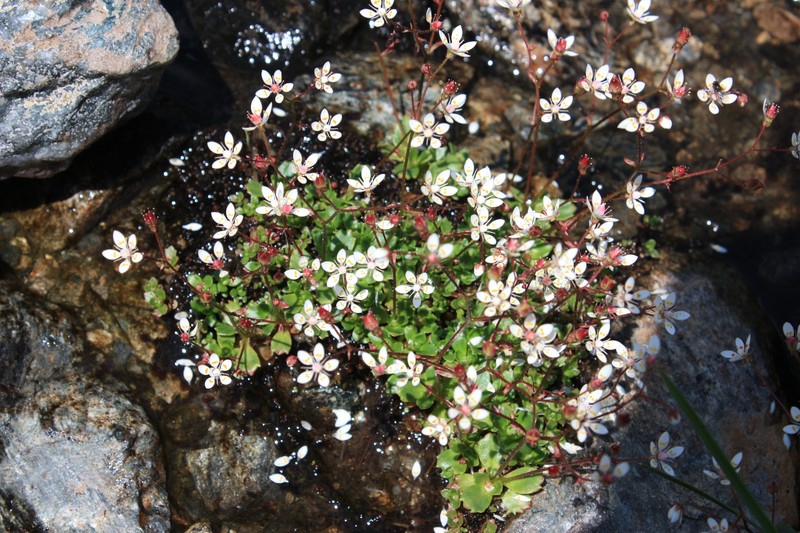 Saxifrage photo 8
