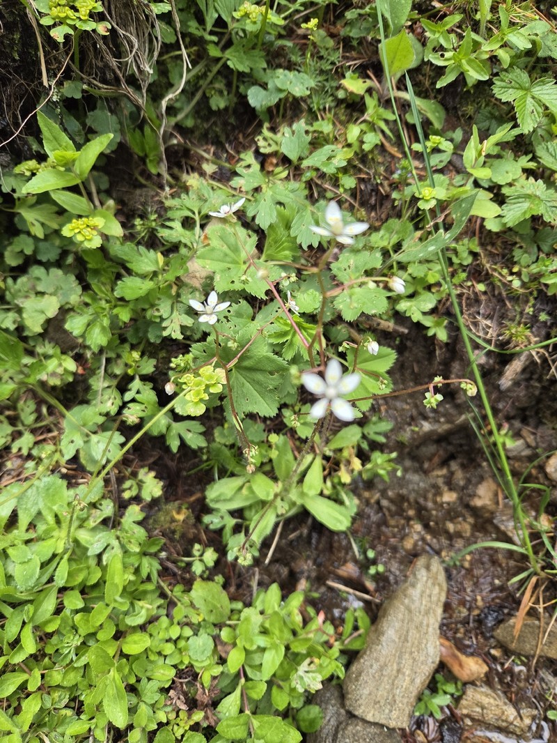 Micranthes stellaris subsp. robusta