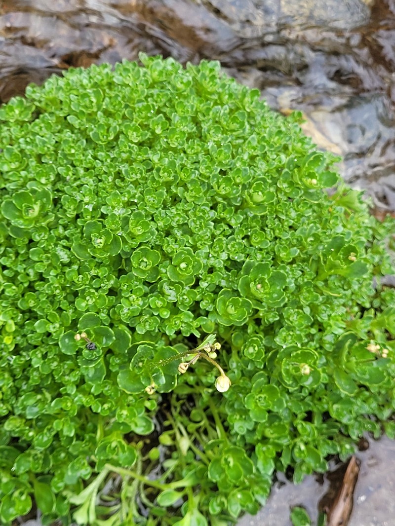 Micranthes stellaris subsp. robusta photo 2