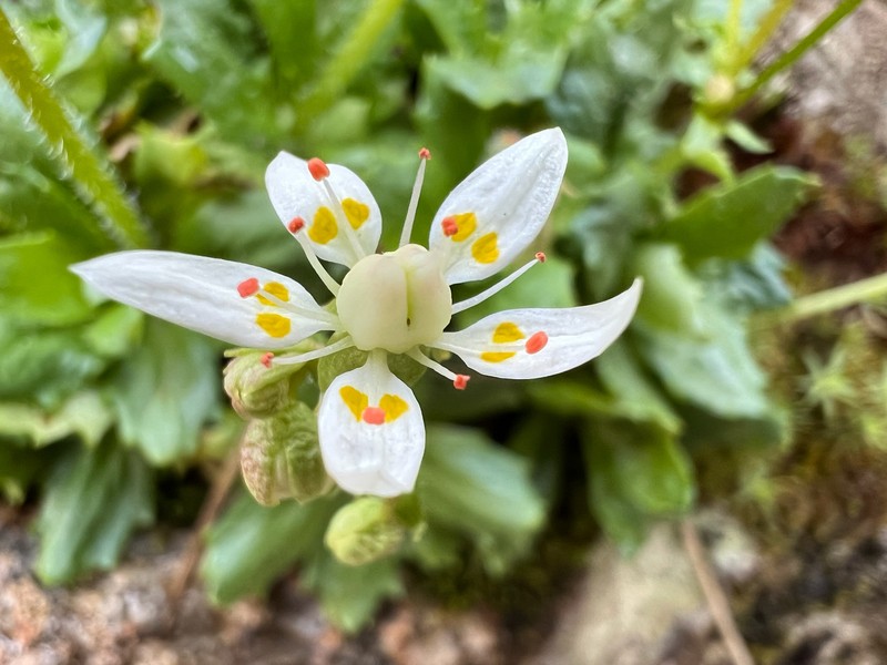 Micranthes stellaris subsp. stellaris