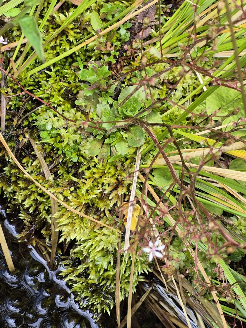 Micranthes stellaris var. prolifera