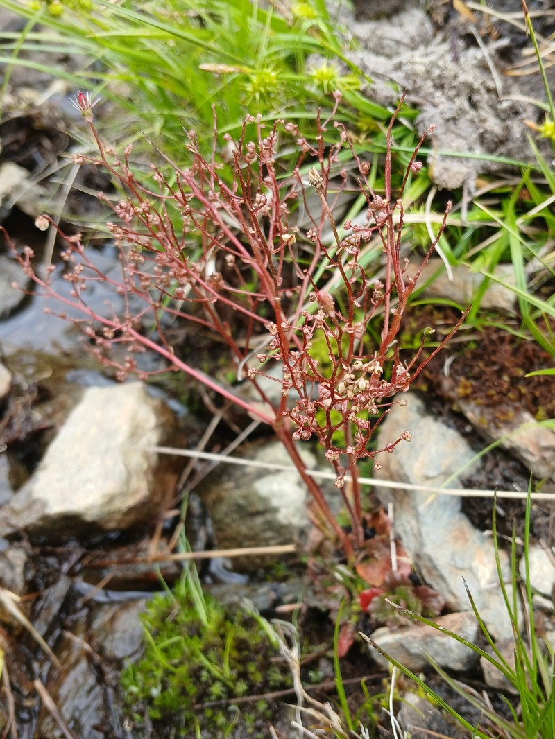 Micranthes stellaris var. prolifera photo 2