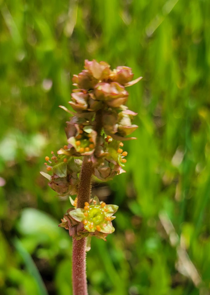Yellowstone Saxifrage photo 2