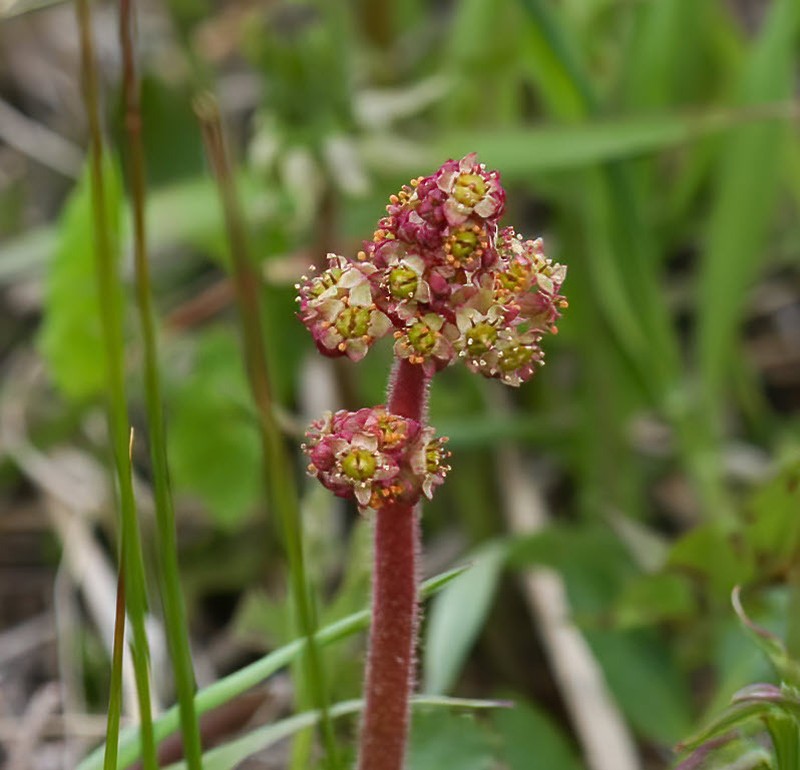 Yellowstone Saxifrage photo 4