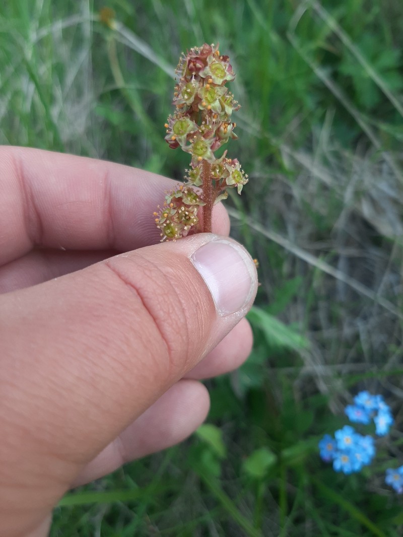Yellowstone Saxifrage photo 5