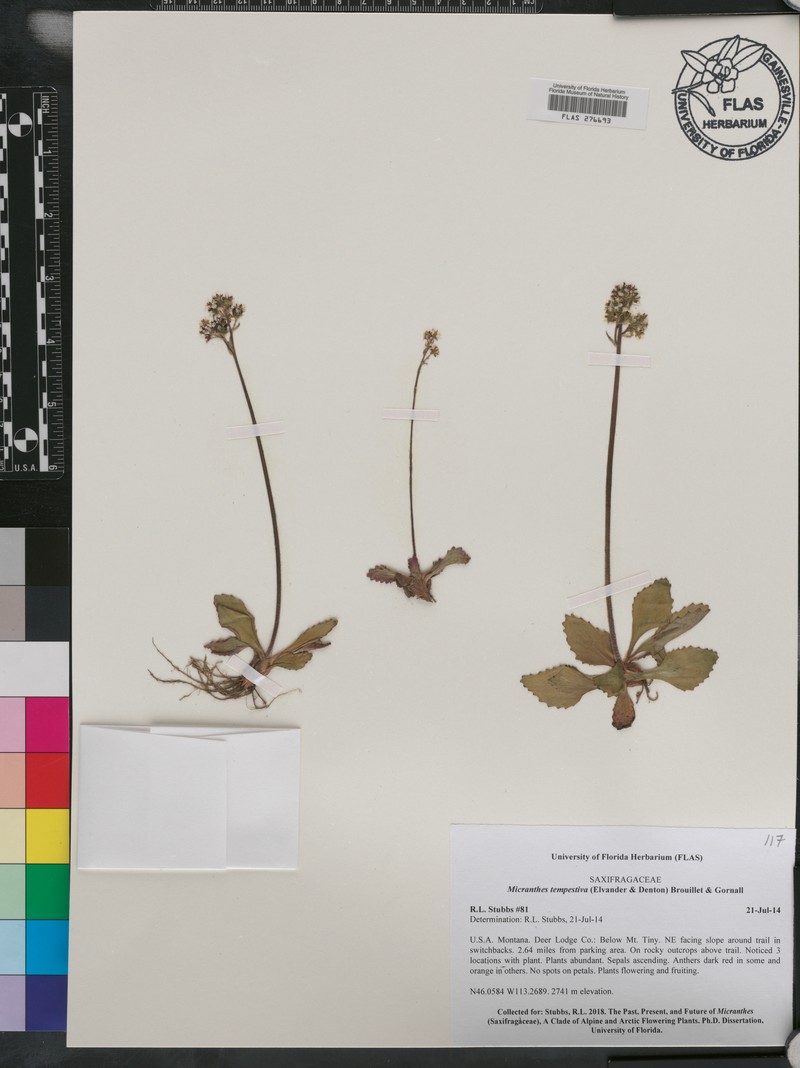 Storm Saxifrage