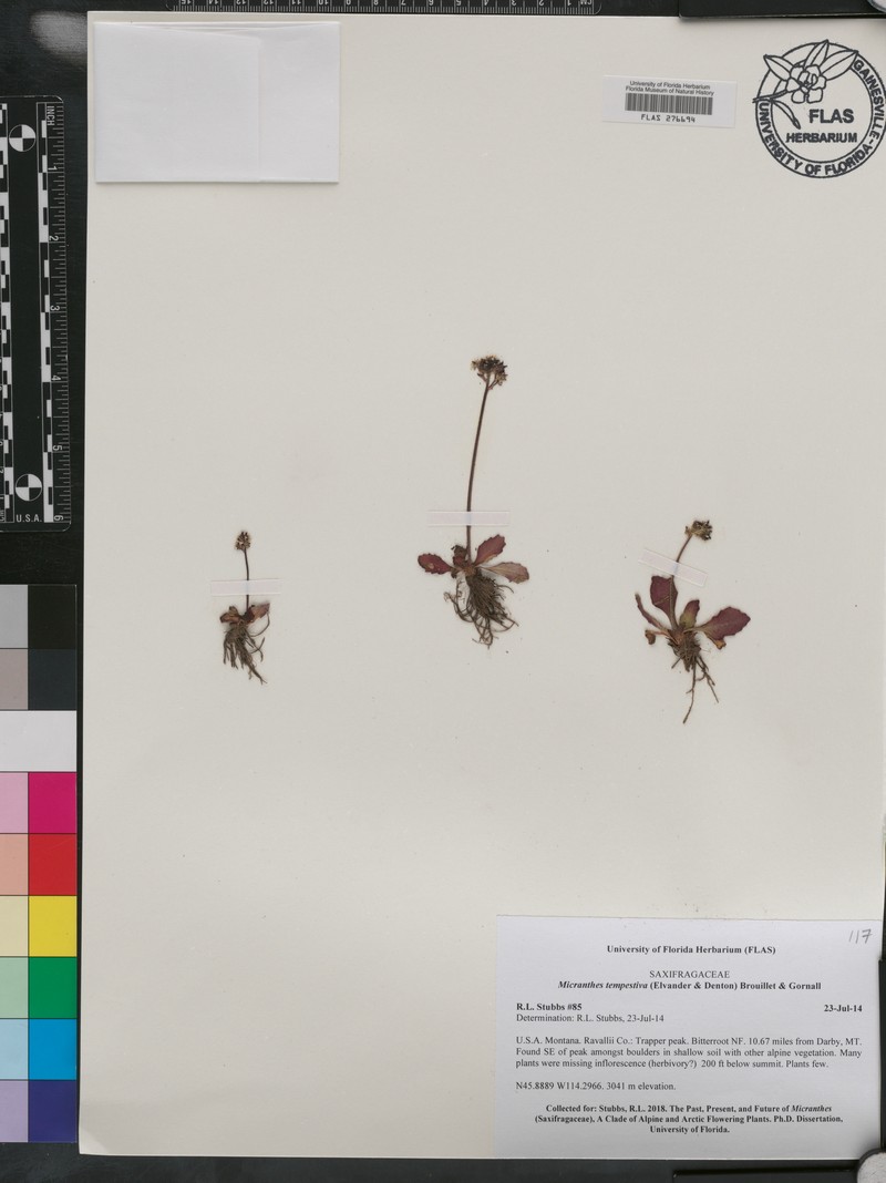 Storm Saxifrage photo 2
