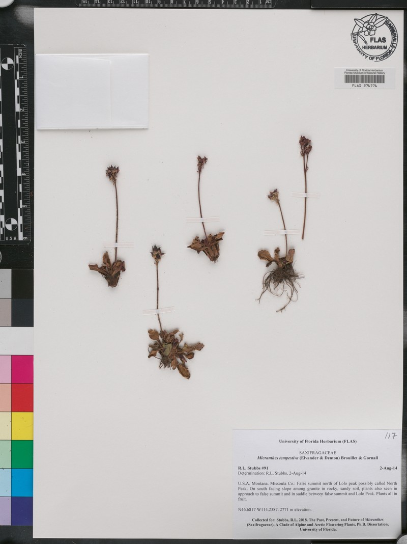 Storm Saxifrage photo 3
