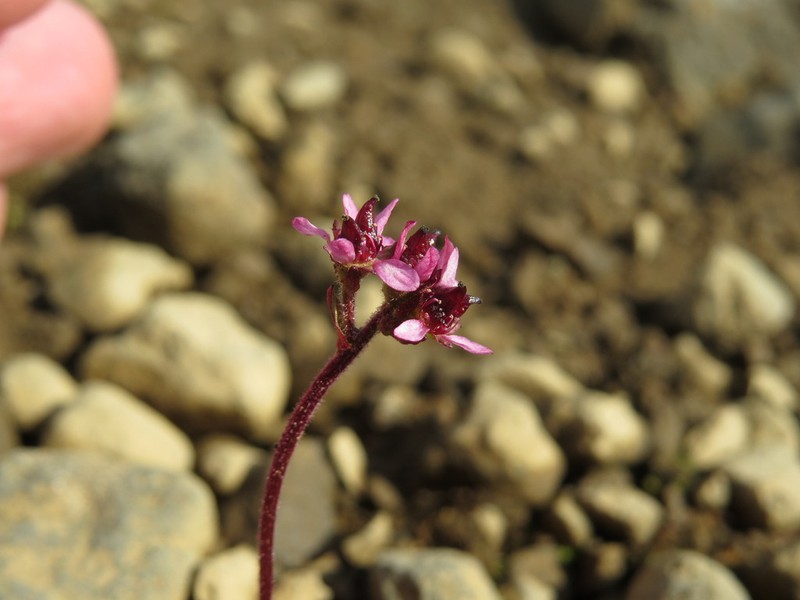 Ottertail Pass Saxifrage