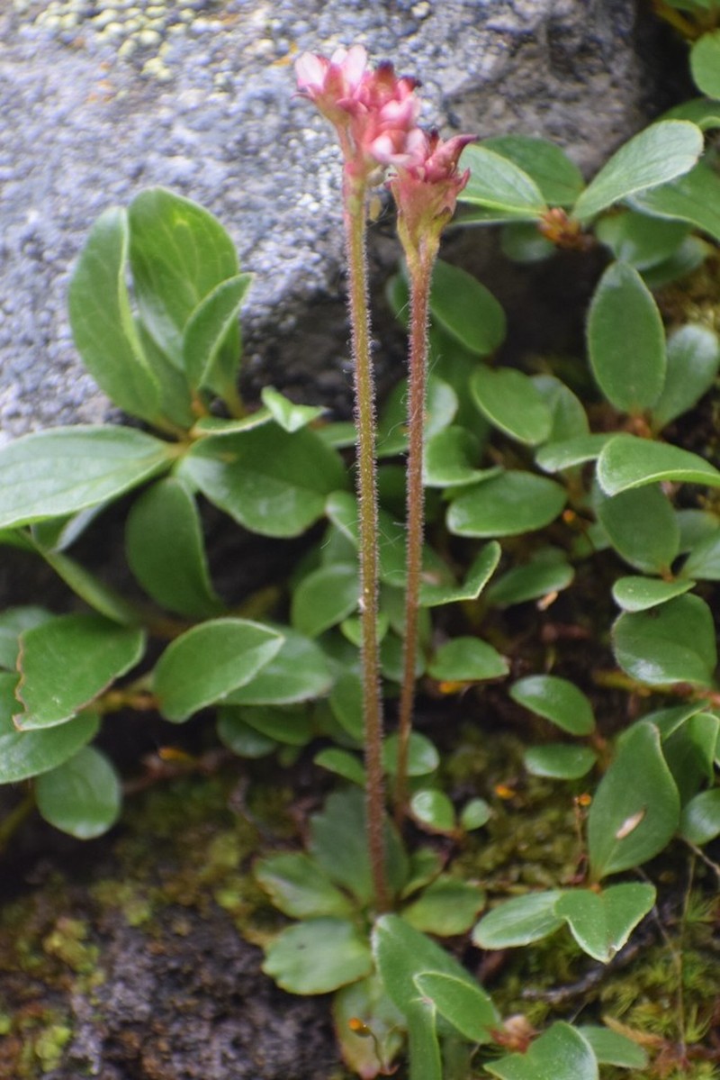 Ottertail Pass Saxifrage photo 2