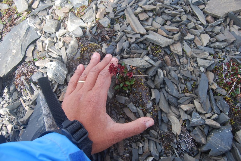 Ottertail Pass Saxifrage photo 3