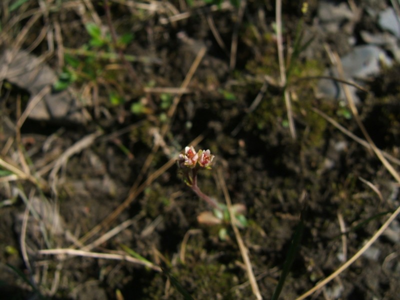 Ottertail Pass Saxifrage photo 4