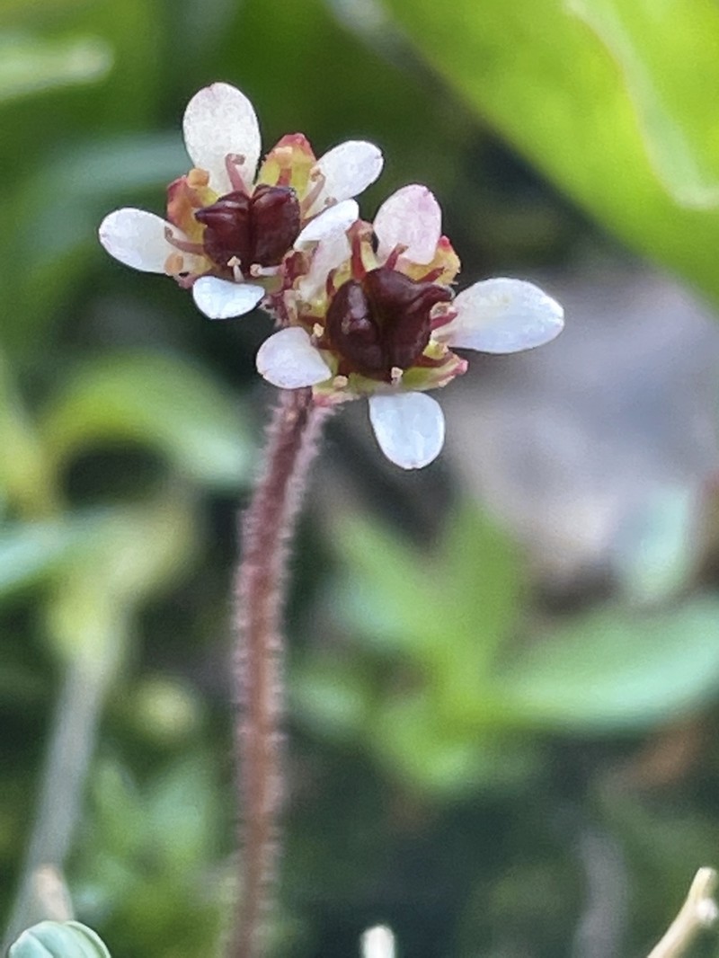 Ottertail Pass Saxifrage photo 5