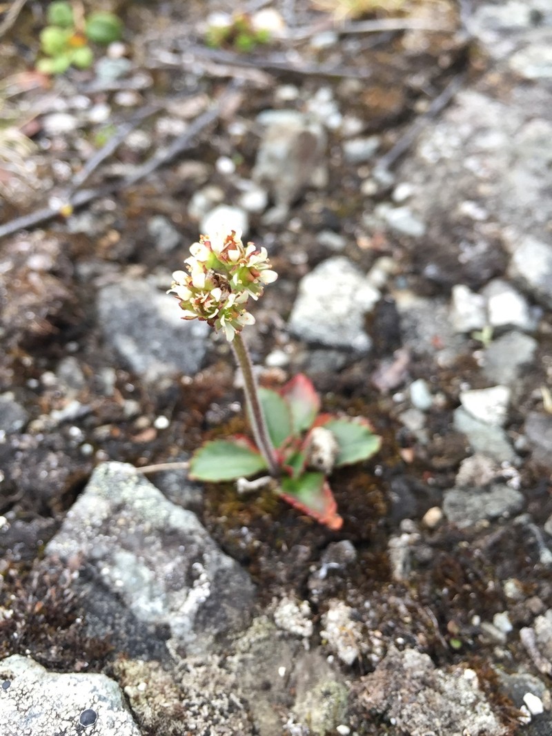 Ottertail Pass Saxifrage photo 6
