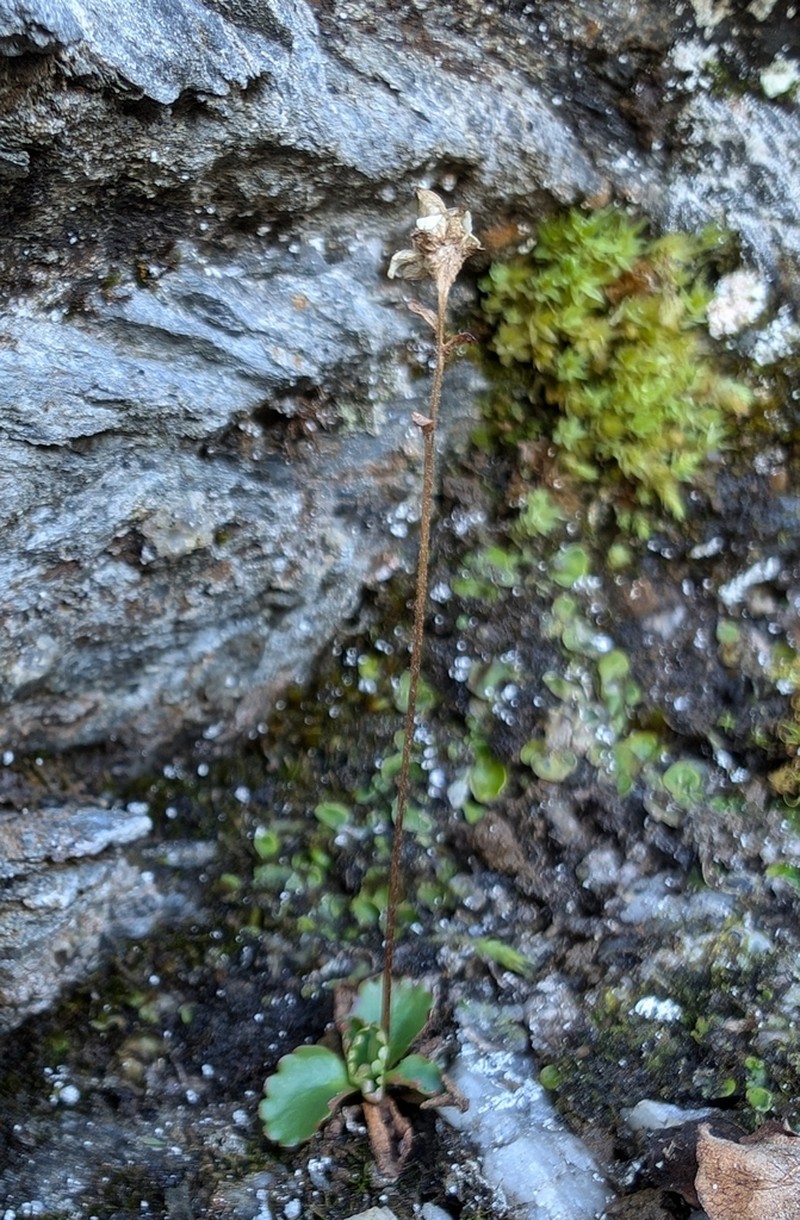 Ottertail Pass Saxifrage photo 7