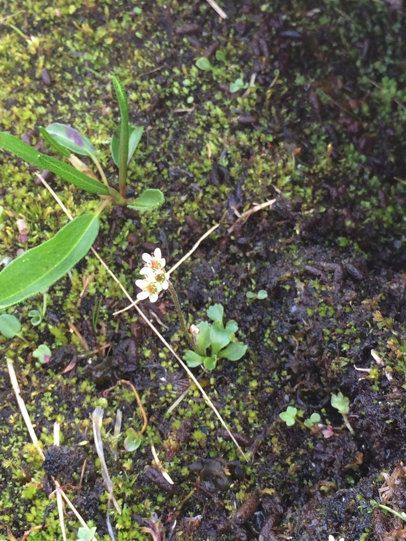 Ottertail Pass Saxifrage photo 8