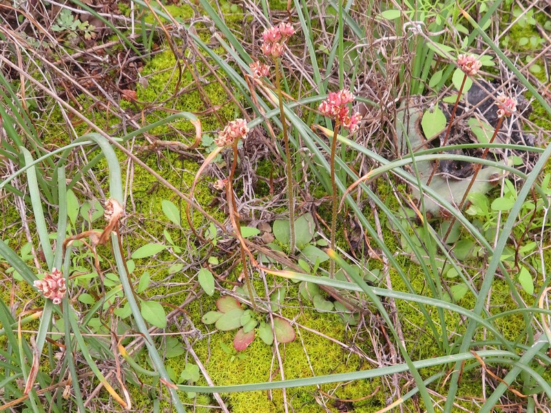 Texas Saxifrage photo 3