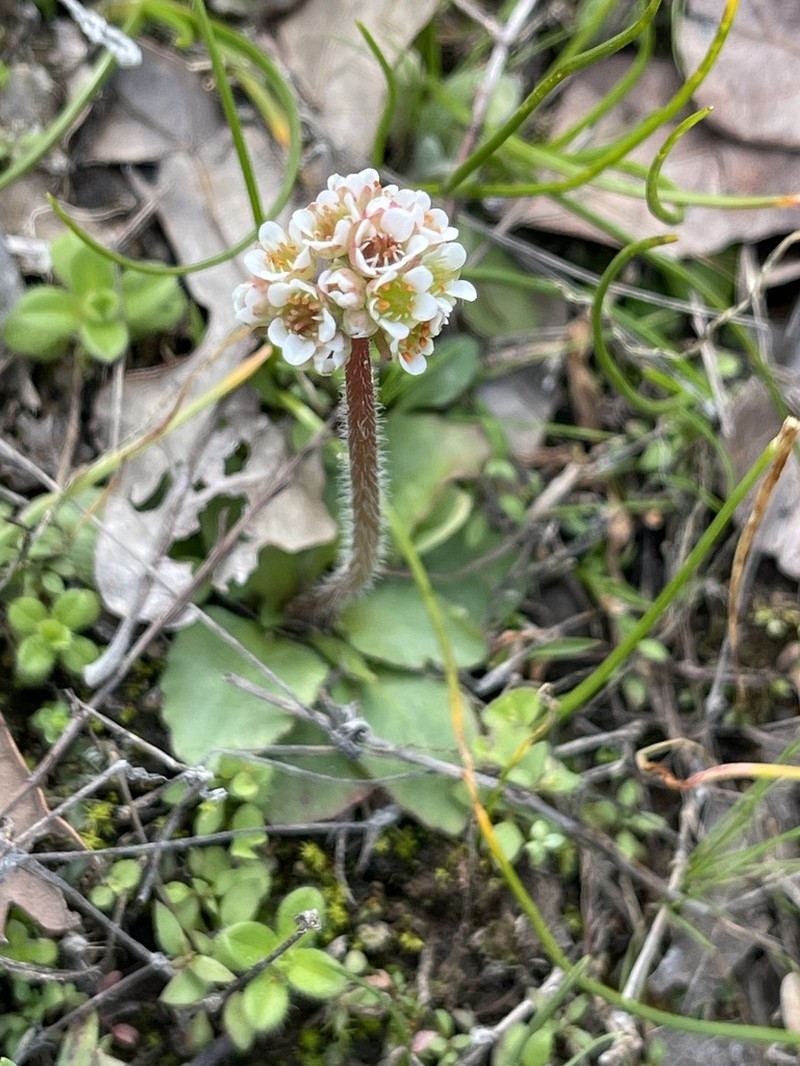 Texas Saxifrage photo 4