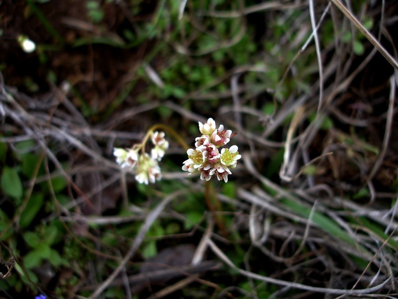 Texas Saxifrage photo 5