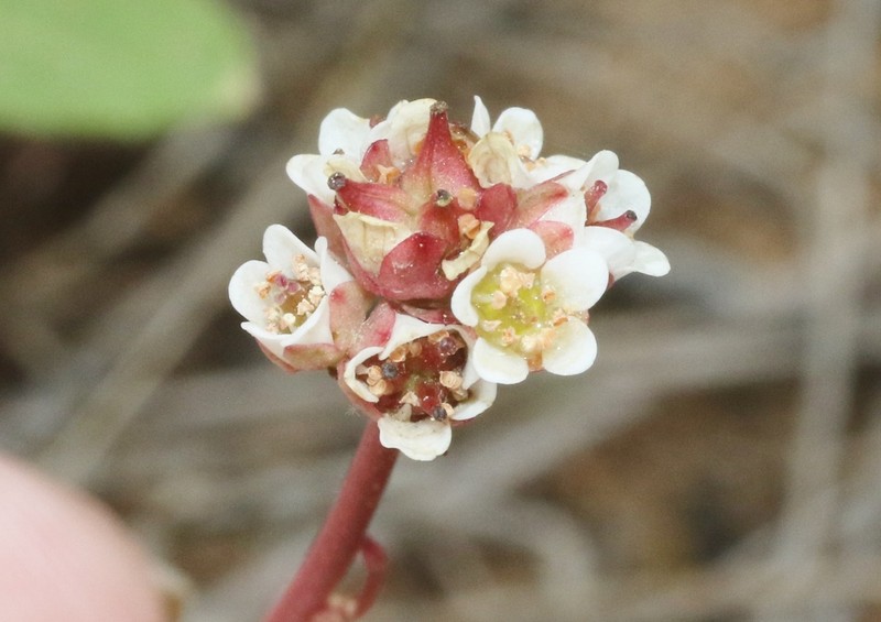Texas Saxifrage photo 6