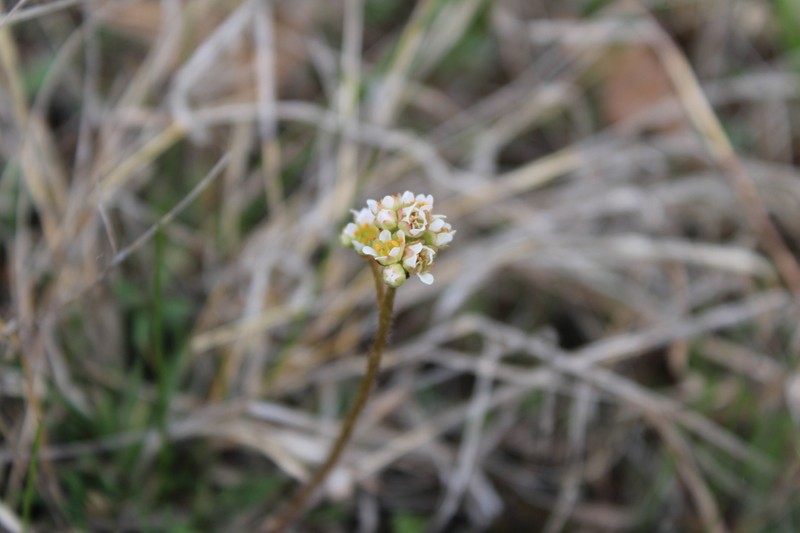 Texas Saxifrage photo 7