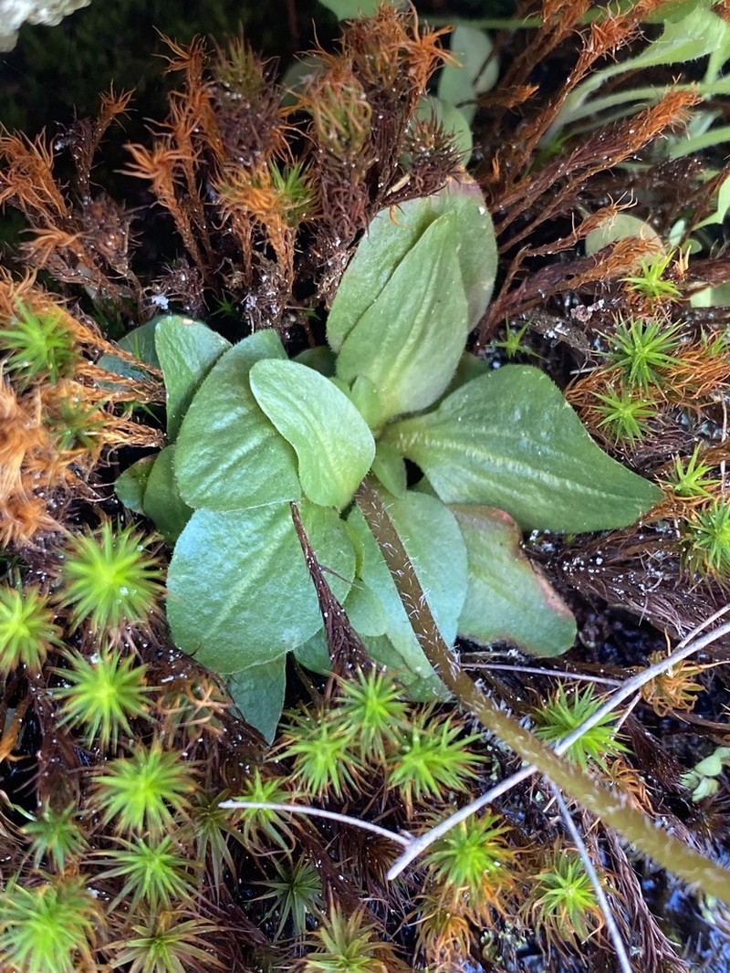 Texas Saxifrage photo 8