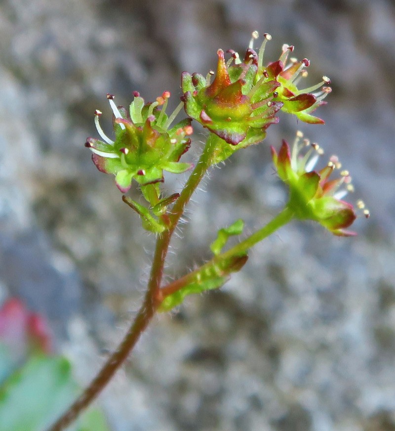 Olympic Saxifrage