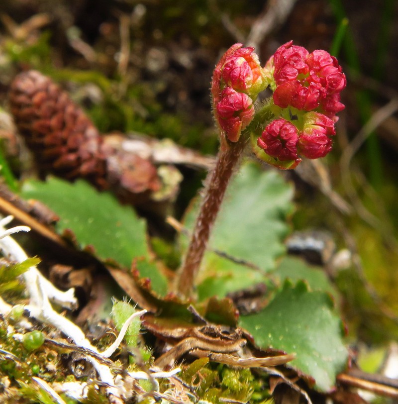 Olympic Saxifrage photo 2